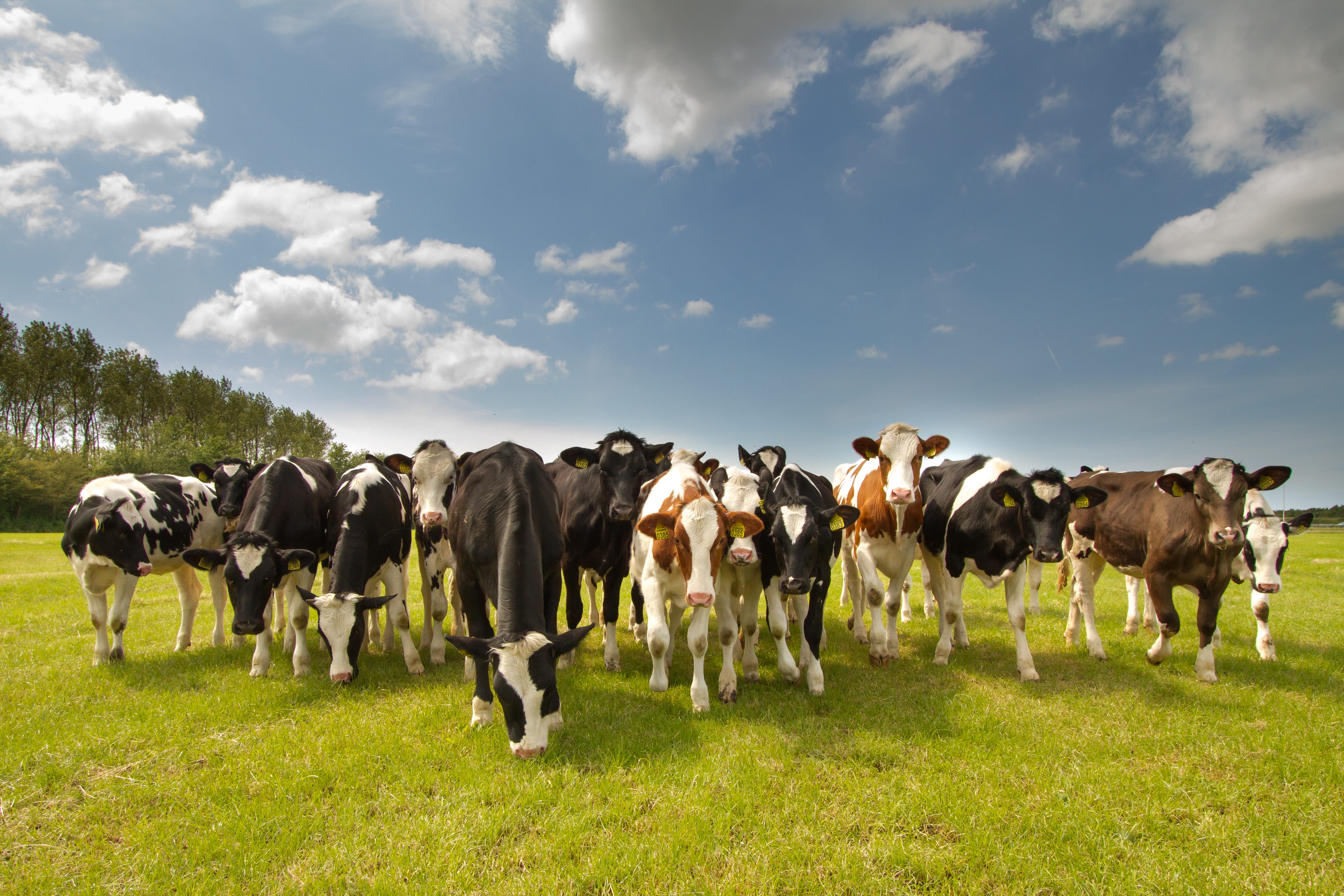 Звуки стадо коров. Ферма Голландия крупно рогатого скота. Стадо коров. Коровы на пастбище. Коровы на выпасе.